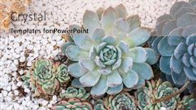  Presentation with succulents - Amazing PPT theme having rectangular arrangement of succulents cactus backdrop and a soft green colored foreground