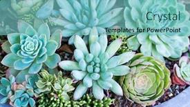  Presentation with succulents - Presentation design consisting of rectangular-arrangement-of-succulents-cactus background and a seafoam green colored foreground