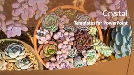  Presentation with succulents - Slides featuring rectangular-arrangement-of-succulents-cactus background and a red colored foreground