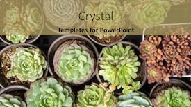  Presentation with succulents - Theme featuring rectangular-arrangement-of-succulents-cactus background and a yellow colored foreground