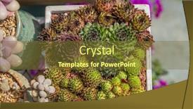  Presentation with succulents - Cool new PPT theme with rectangular-arrangement-of-succulents-cactus backdrop and a tawny brown colored foreground
