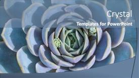  Presentation with succulents - Amazing theme having rectangular-arrangement-of-succulents-cactus backdrop and a seafoam green colored foreground