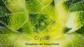  Presentation with succulents - Presentation theme having rectangular-arrangement-of-succulents-cactus background and a yellow colored foreground