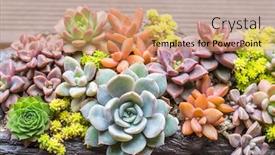  Presentation with succulents - Slide deck with rectangular-arrangement-of-succulents-cactus background and a coral colored foreground