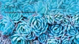  Presentation with succulents - Beautiful slide deck featuring rectangular-arrangement-of-succulents-cactus backdrop and a teal colored foreground