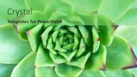  Presentation with succulents - PPT theme consisting of rectangular-arrangement-of-succulents-cactus background and a seafoam green colored foreground
