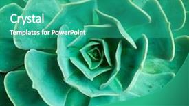  Presentation with succulents - Beautiful slide deck featuring rectangular arrangement of succulents cactus backdrop and a teal colored foreground