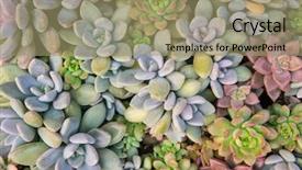  Presentation with cactus - PPT theme featuring existence - rectangular arrangement of succulents cactus background and a coral colored foreground