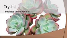  Presentation with succulents - PPT theme having existence - rectangular arrangement of succulents cactus background and a light gray colored foreground