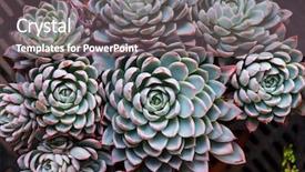  Presentation with succulents - Presentation design featuring existence - rectangular arrangement of succulents cactus background and a gray colored foreground