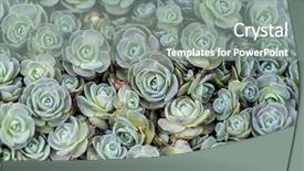  Presentation with succulents - Theme having exist - rectangular arrangement of succulents cactus background and a gray colored foreground