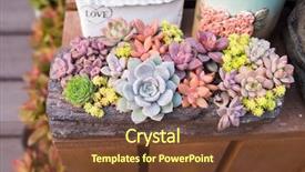  Presentation with succulents - Slides enhanced with existence - rectangular arrangement of succulents cactus background and a tawny brown colored foreground
