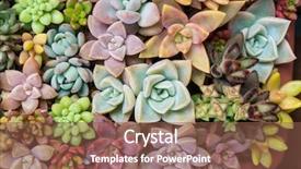  Presentation with succulents - Cool new presentation theme with existence - rectangular arrangement of succulents cactus backdrop and a tawny brown colored foreground