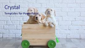  Presentation with cute - Beautiful slide set featuring recuperare - cute labrador retriever puppies backdrop and a sky blue colored foreground