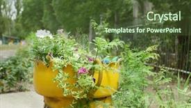  Presentation with tire - Presentation with recycled tires - old tire used as flowerbed background and a  colored foreground