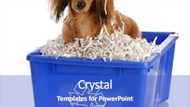  Presentation with dachshund - Beautiful presentation featuring recycling pet - long haired miniature dachshund sitting backdrop and a cobalt blue colored foreground