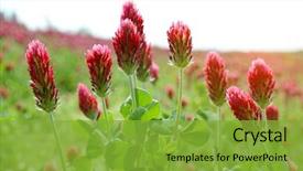  Presentation with tropical flowers close up - PPT layouts with red - field of flowering crimson clovers background and a seafoam green colored foreground