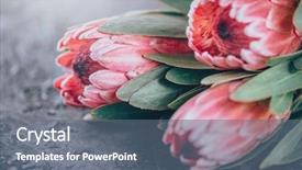  Presentation with dark flower - Beautiful presentation featuring red - protea flowers bunch blooming pink backdrop and a gray colored foreground