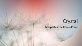  Presentation with dandelion - Beautiful PPT theme featuring red abstract - close up of dandelion very backdrop and a lemonade colored foreground