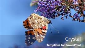  Presentation with butterfly - PPT theme consisting of red-admiral-butterfly-on-privet background and a ocean colored foreground
