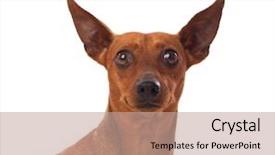  Presentation with frames isolated on white brown - Slides with red alert - beautiful brown dog isolated background and a coral colored foreground