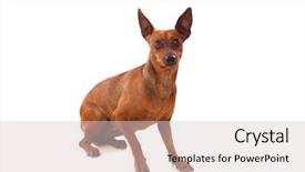  Presentation with frames isolated on white brown - PPT theme having red alert - beautiful brown dog isolated background and a lemonade colored foreground