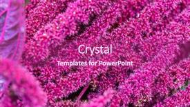  Presentation with red - Presentation having red amaranth amaranthus cruentus background and a violet colored foreground