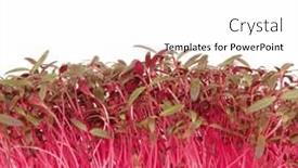  Presentation with food red - Slide deck featuring red-amaranth-plant-healthy-natural background and a white colored foreground