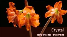  Presentation with black - Presentation design enhanced with red-amarylis-over-black-background background and a wine colored foreground