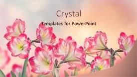  Presentation with garden - Colorful slide set enhanced with red-amaryllis-flowers-blooming backdrop and a lemonade colored foreground