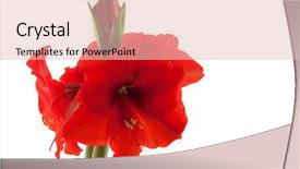  Presentation with white flowers - PPT layouts enhanced with red amaryllis with double flowers background and a lemonade colored foreground