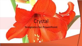  Presentation with leaves - PPT theme featuring red amaryllis with leaves isolated background and a  colored foreground
