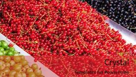  Presentation with gooseberry - Audience pleasing presentation theme consisting of red and black currants gooseberry backdrop and a  colored foreground