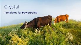  Presentation with farmland - Slides with red-and-black-holstein-cows background and a sky blue colored foreground