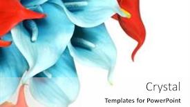  Presentation with calla - PPT layouts having red-and-blue-calla-flowers background and a white colored foreground