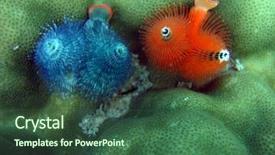  Presentation with blue and red - PPT theme with red and blue underwater worms background and a ocean colored foreground