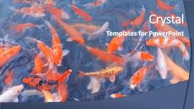  Presentation with gold red - Amazing slide set having red and gold fishes backdrop and a ocean colored foreground