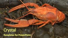  Presentation with gray - Beautiful presentation theme featuring red-and-gray-crayfish backdrop and a tawny brown colored foreground