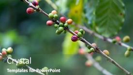  Presentation with green coffee - Cool new presentation design with red-and-green-coffee-berries backdrop and a ocean colored foreground