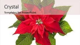  Presentation with christmas red - Presentation design consisting of red and green poinsettia plant background and a lemonade colored foreground