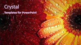  Presentation with gerbera daisy - Presentation theme featuring red and orange daisy gerbera background and a  colored foreground