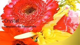 Presentation with rose gold - Amazing presentation theme having red and orange gerbera rose and gold mums flowers in bouquet isolated over pure white background backdrop and a red colored foreground
