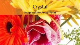  Presentation with red gold white - PPT layouts with red and orange gerbera rose and gold mums flowers in bouquet isolated over pure white background background and a yellow colored foreground