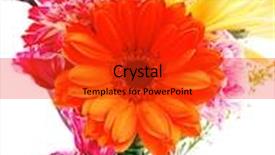  Presentation with red gold white - Presentation theme enhanced with red and orange gerbera rose and gold mums flowers in bouquet isolated over pure white background background and a red colored foreground