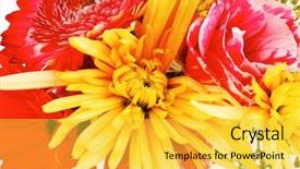  Presentation with tuberose - PPT layouts featuring red and orange gerbera tuberose and gold mums flowers bouquet isolated on a pure white background background and a yellow colored foreground