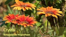  Presentation with orange - Slide set enhanced with red and orange sunburst gazania background and a tawny brown colored foreground