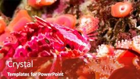  Presentation with color pink - Beautiful theme featuring red-and-pink-crevice-kelpfish backdrop and a crimson colored foreground