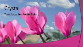  Presentation with pink flowers - Theme consisting of red and pink cyclamen flowers background and a  colored foreground