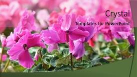  Presentation with purple orchids pink flowers orchid - Slides enhanced with red and pink cyclamen flowers background and a coral colored foreground