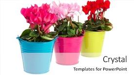  Presentation with plants - Cool new presentation design with red and pink cyclamen plants backdrop and a white colored foreground